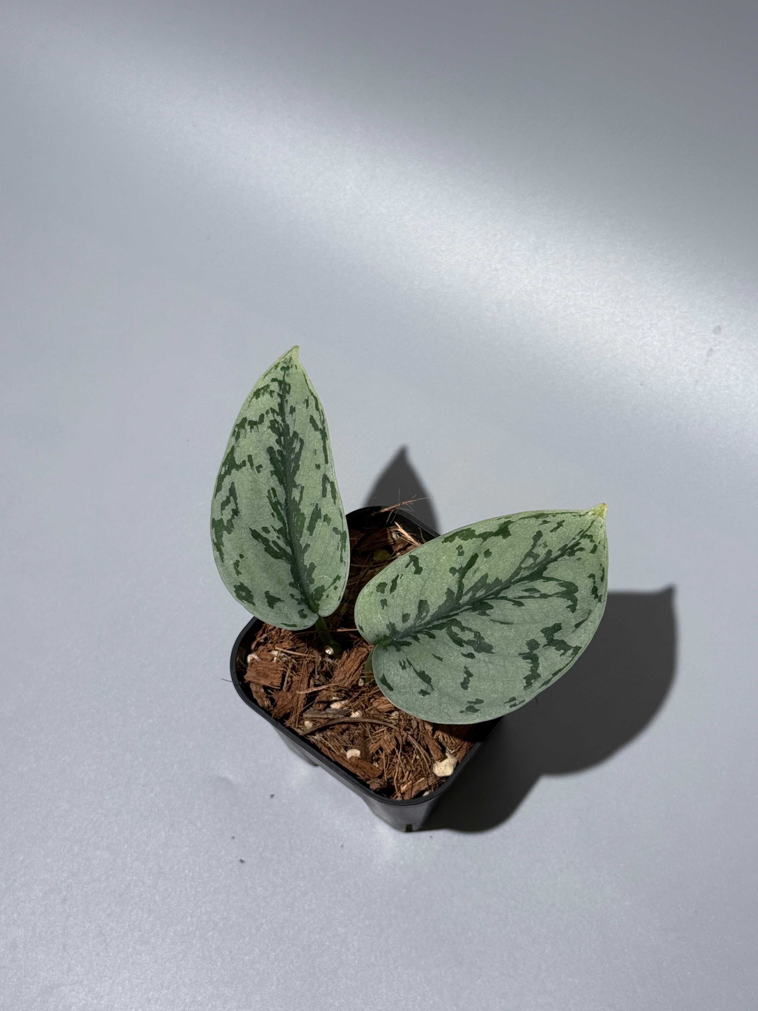 All Plants – Page 2 – Nakayama-Plants