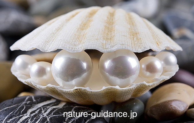 淡水パール・いびつパール卸通信販売店