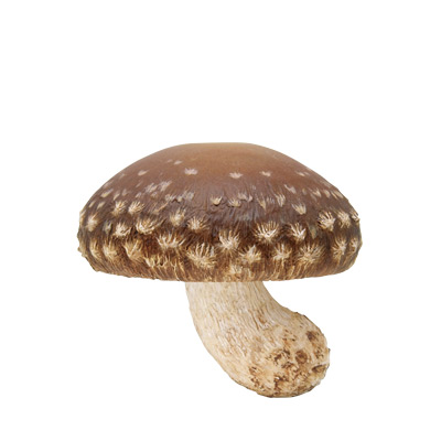 キノコ ソフトストラップ2 – ネイチャーテクニカラー公式