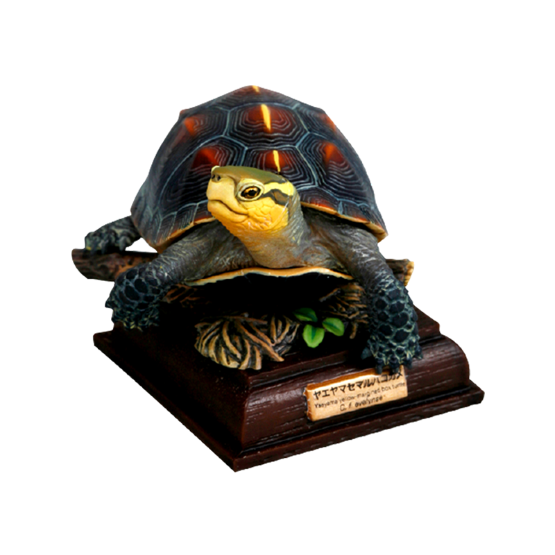 NTC 日本のカメ 特装版 – ネイチャーテクニカラー公式