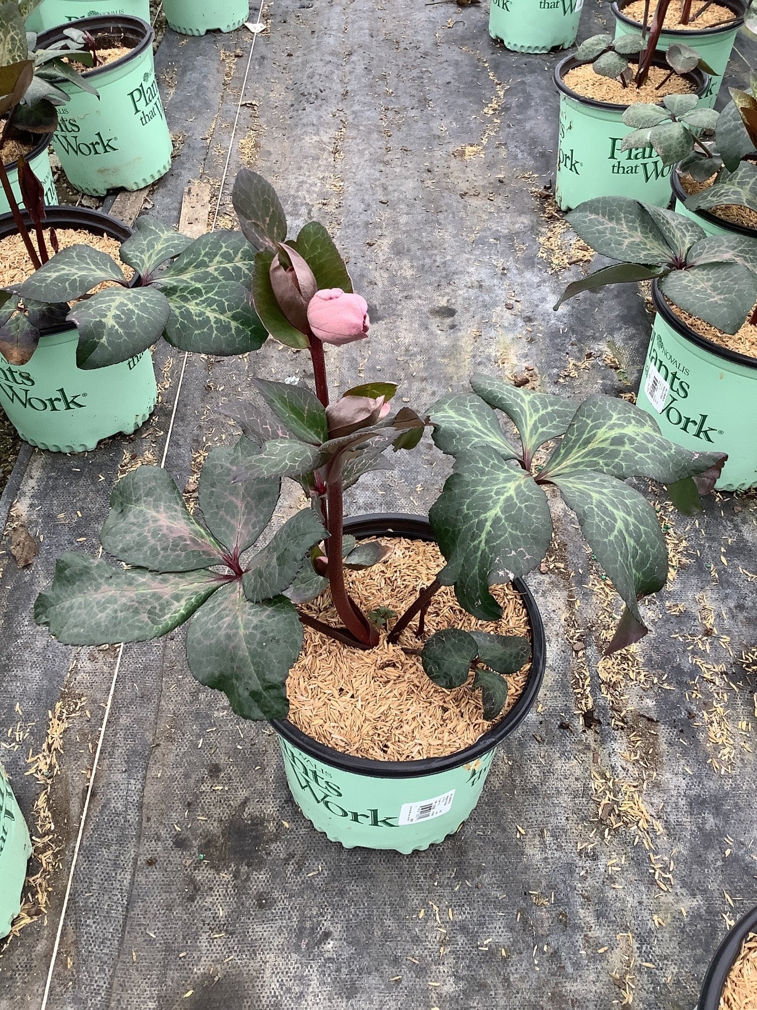 FrostKiss™ Penny's Pink® Lenten Rose | Buy at NatureHills.com