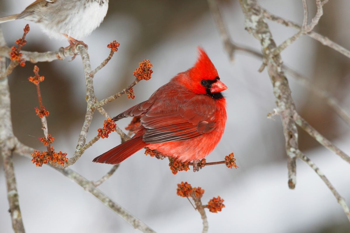 ショウジョウコウカンチョウ | ナショナル ジオグラフィック日本版サイト