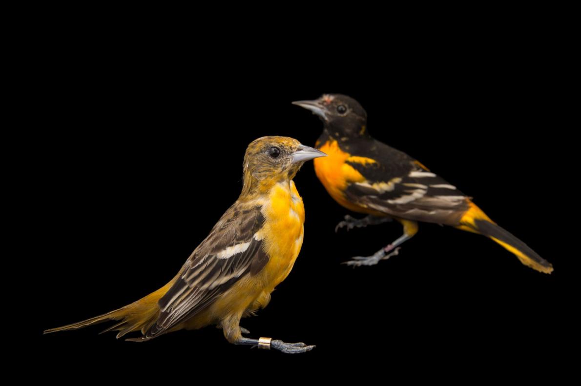 ボルチモアムクドリモドキ | ナショナル ジオグラフィック日本版サイト