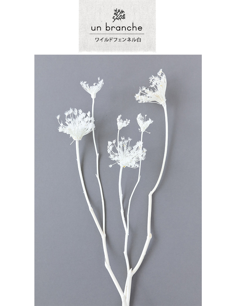 ワイルドフェンネル白｜プリザーブドフラワー ドライフラワー 花材