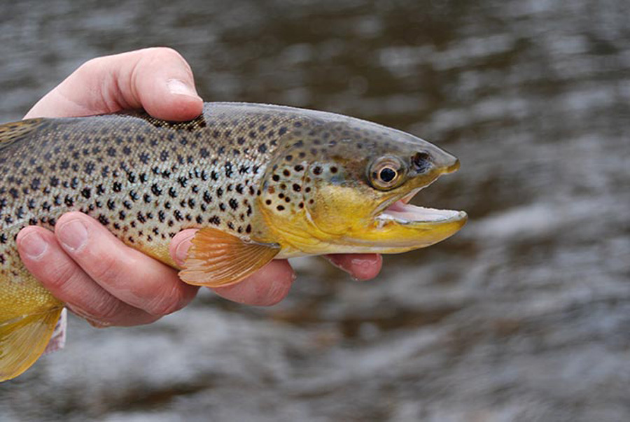 fly-fishing for brook trout Archives - Orvis News