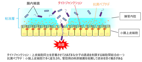 明治保有の乳酸菌「Lactobacillus delbrueckii subsp. bulgaricus 2038