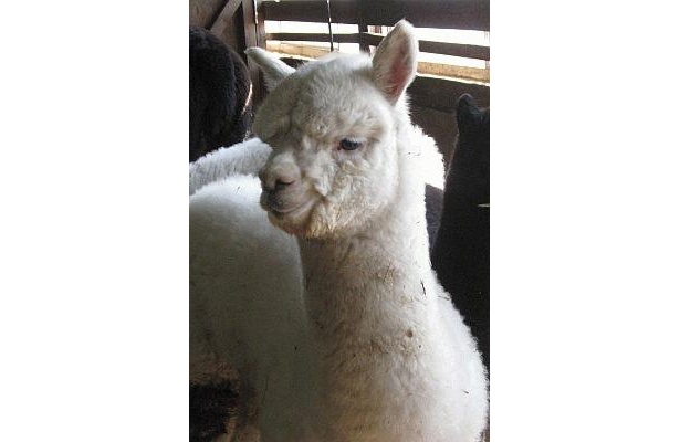 画像1 / 4＞記念撮影OK！上野の森でアルパカが“故郷”を応援