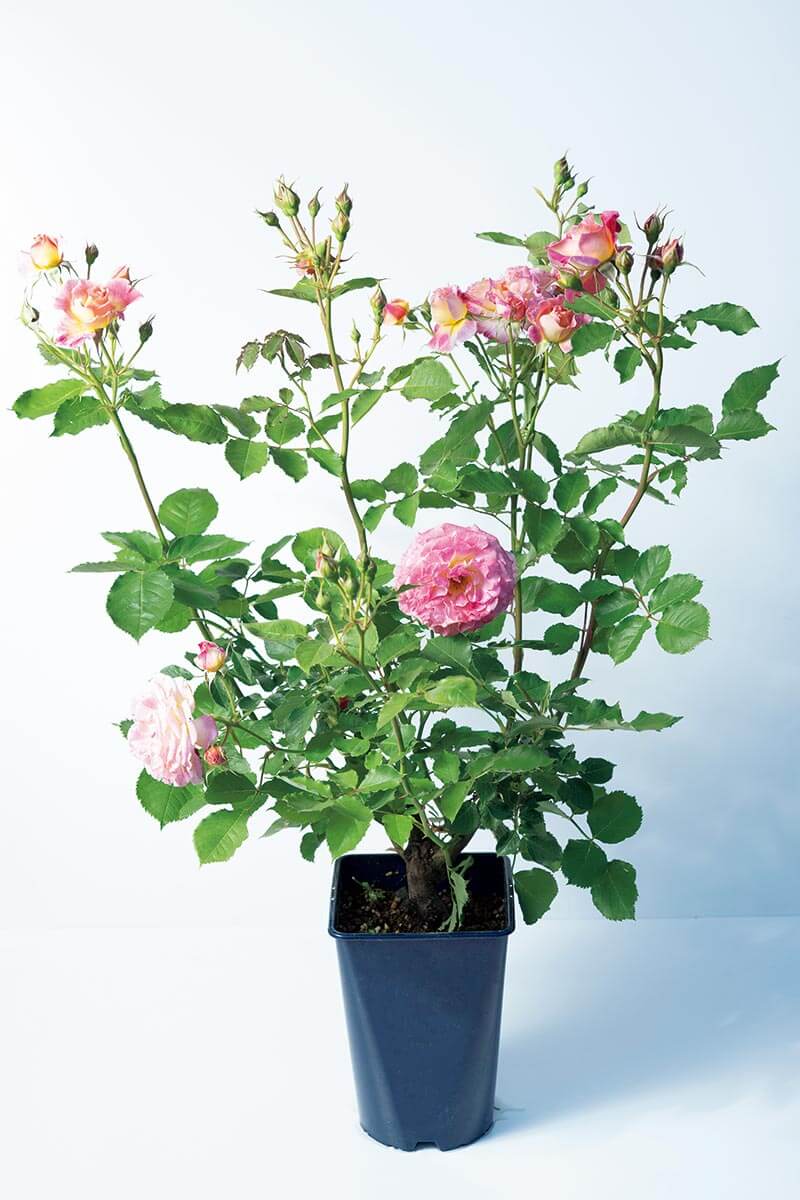 バラの開花苗】購入前にチェック！よい苗を見極めるポイント（みんなの