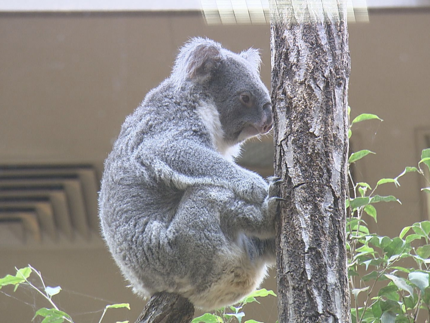 コアラの餌だけで年間6000万円…東山動植物園がふるさと納税型の