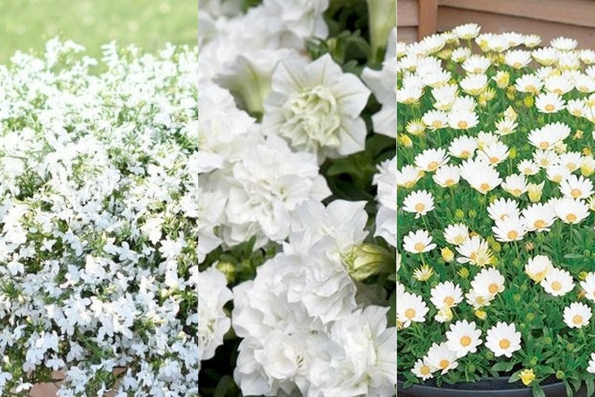 春のホワイトガーデンに！長く咲く〈白い花〉3選「暑さに強い