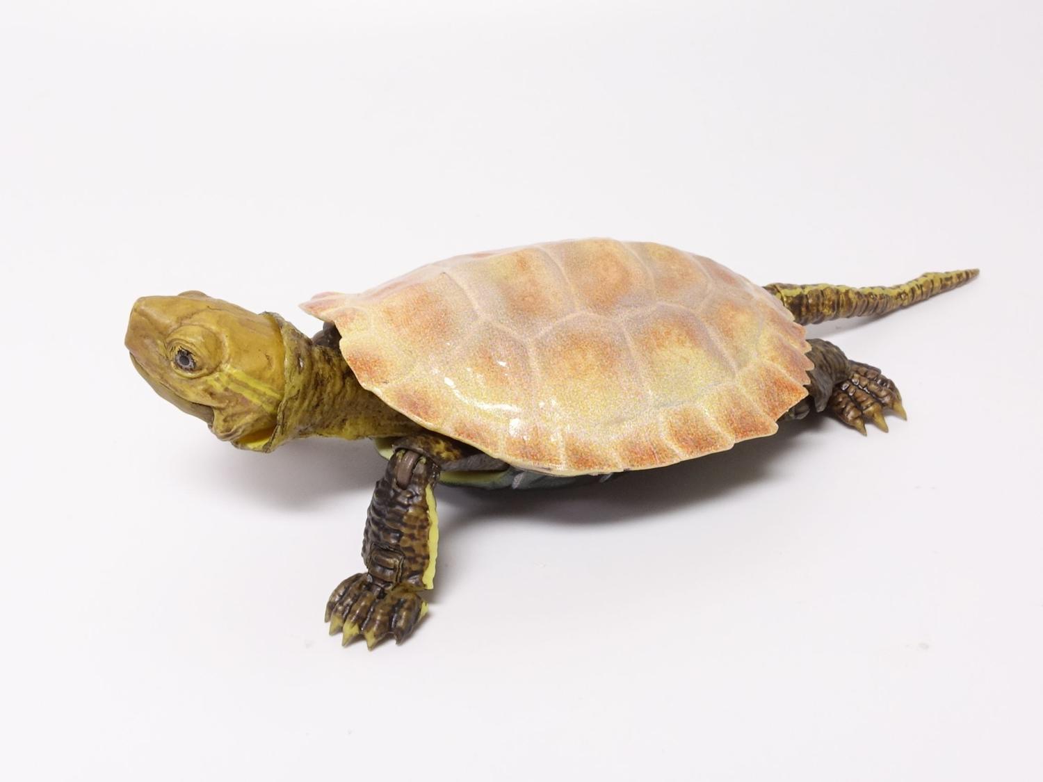 バンダイ いきもの大図鑑アドバンス カメ02