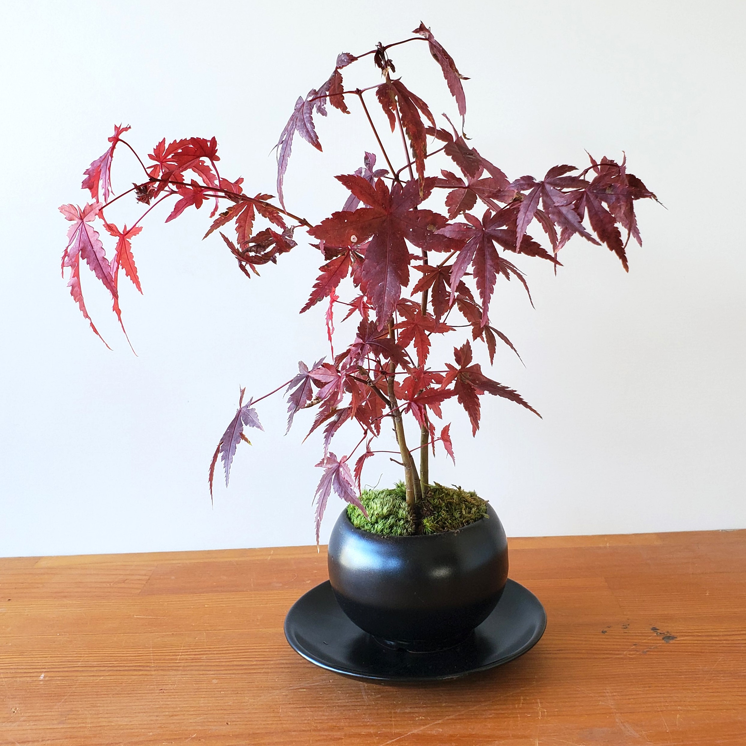 現在落葉中】送料無料でお届け！【山紅葉（ヤマモミジ）の盆栽（黒陶器