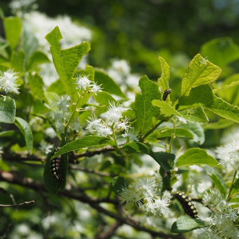 サワフタギ - 日光植物園 - Symplocos sawafutagi