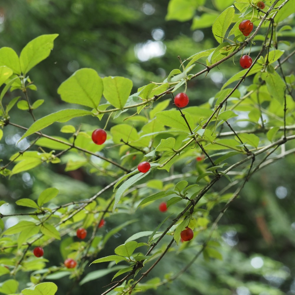 ミヤマウグイスカグラ - 日光植物園 - Lonicera gracilipes