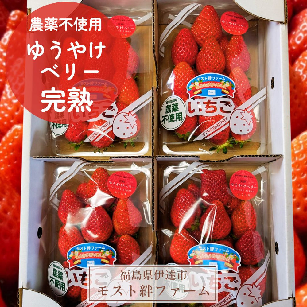 いちご 【モスト絆ファーム】 農薬不使用 ゆうやけベリー 250g×4P 福島