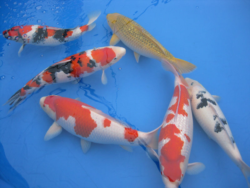 錦鯉 – うまいに、まっすぐ。新潟県