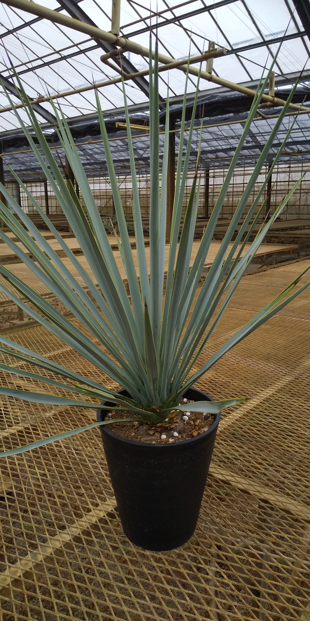 ユッカ、リギダ | No.086 万 花 園