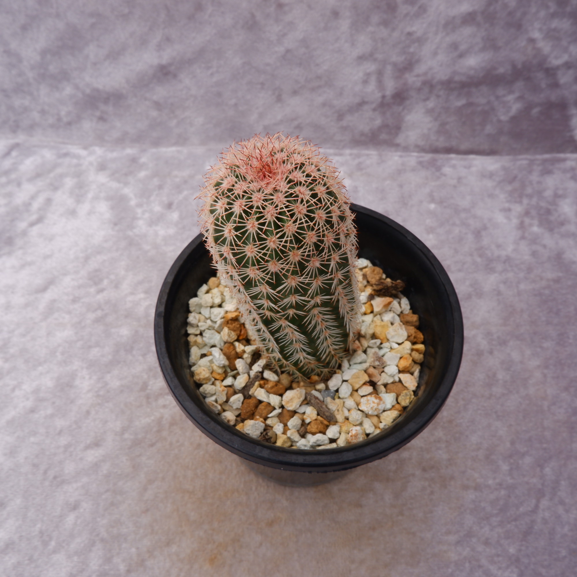 商品詳細 - 信州西沢サボテン園