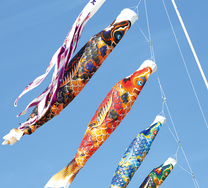 創業1923年 鯉のぼり屋 プレミアム ちりめん京錦