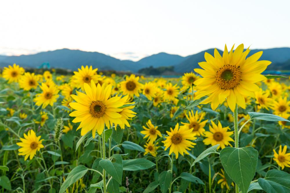 遅咲きのひまわり | 観光スポット | 一般社団法人 仁淀ブルー観光協議会