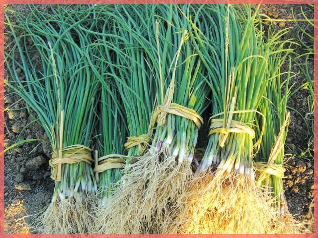 玉ねぎ苗 【予約】 【 中晩生 ネオアース 】 約100本 [ たまねぎ苗