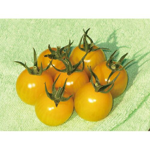 玉ねぎ苗 【予約】 【 早生 赤玉ねぎ レッドグラマー 】 約50本