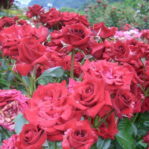 バラ苗(予約販売) 【ニコロパガニーニ】 2年大株苗 4号鉢