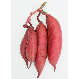 さつまいも苗 【 栗かぐや 通常苗 】25本 【くりかぐや 予約販売