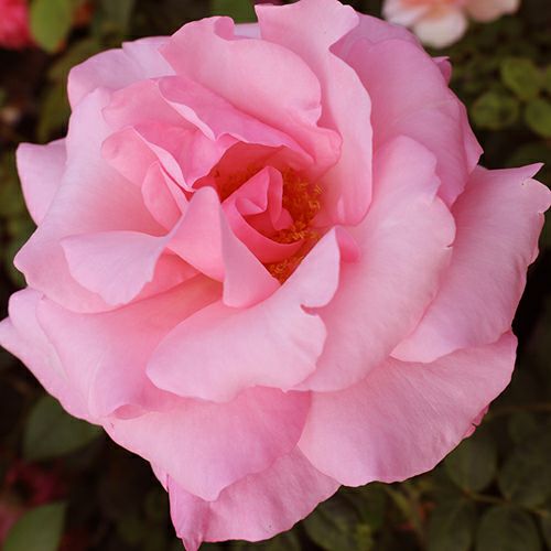 000000024270-01.jpg?size=l&w=