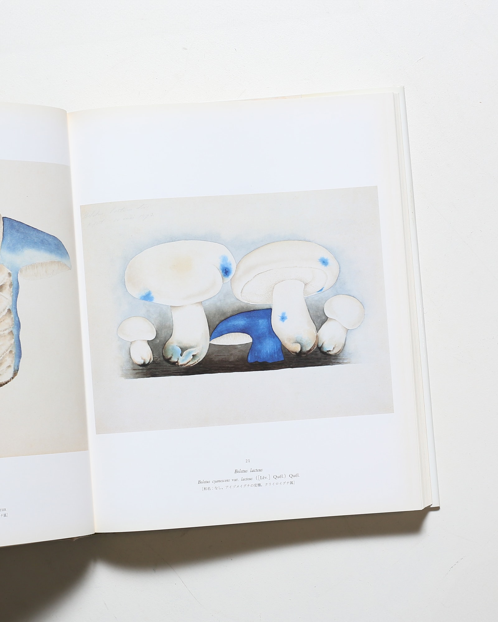 ジャン・アンリ・ファーブルのきのこ 221点の水彩画と解説 | nostos