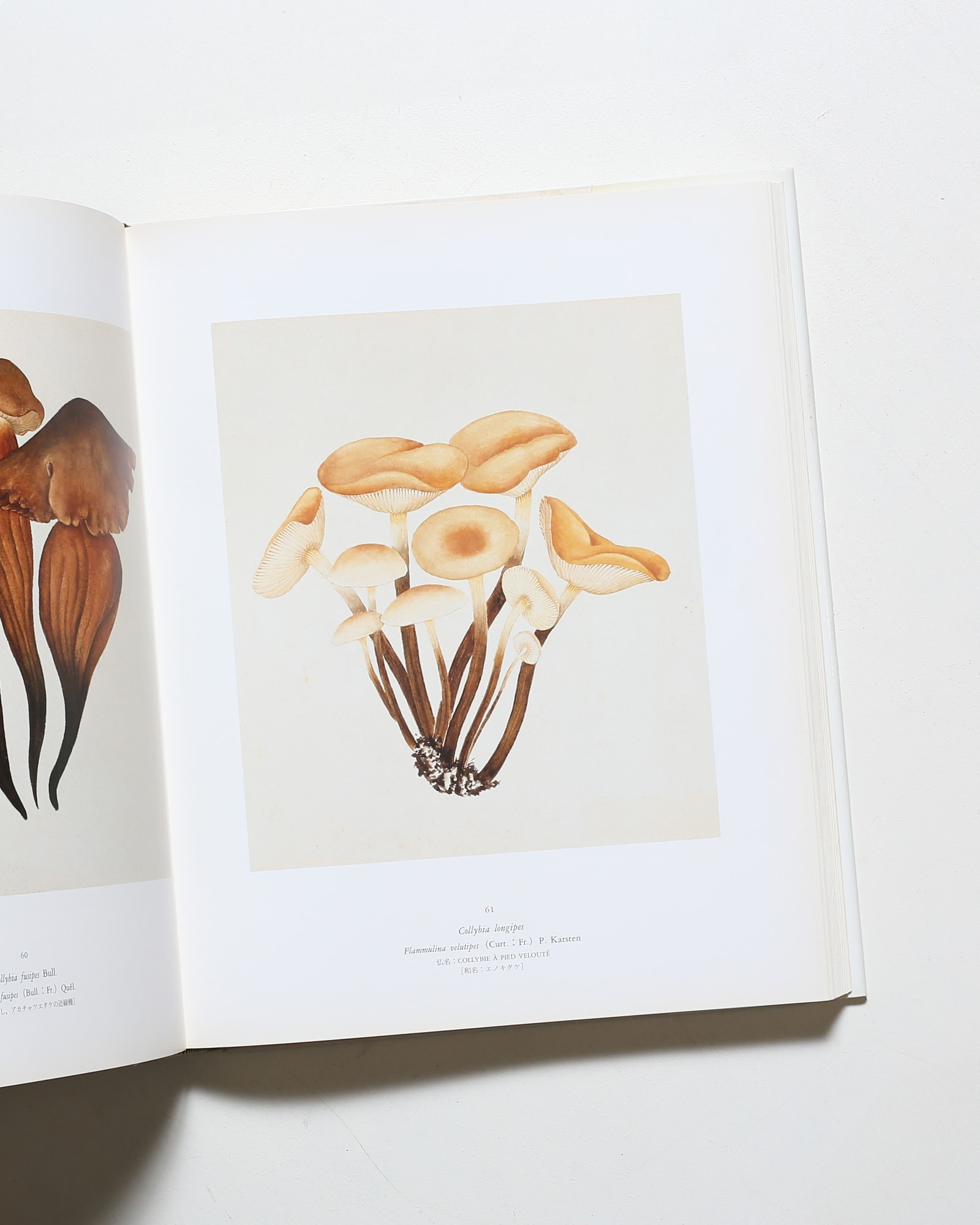 ジャン・アンリ・ファーブルのきのこ 221点の水彩画と解説 | nostos