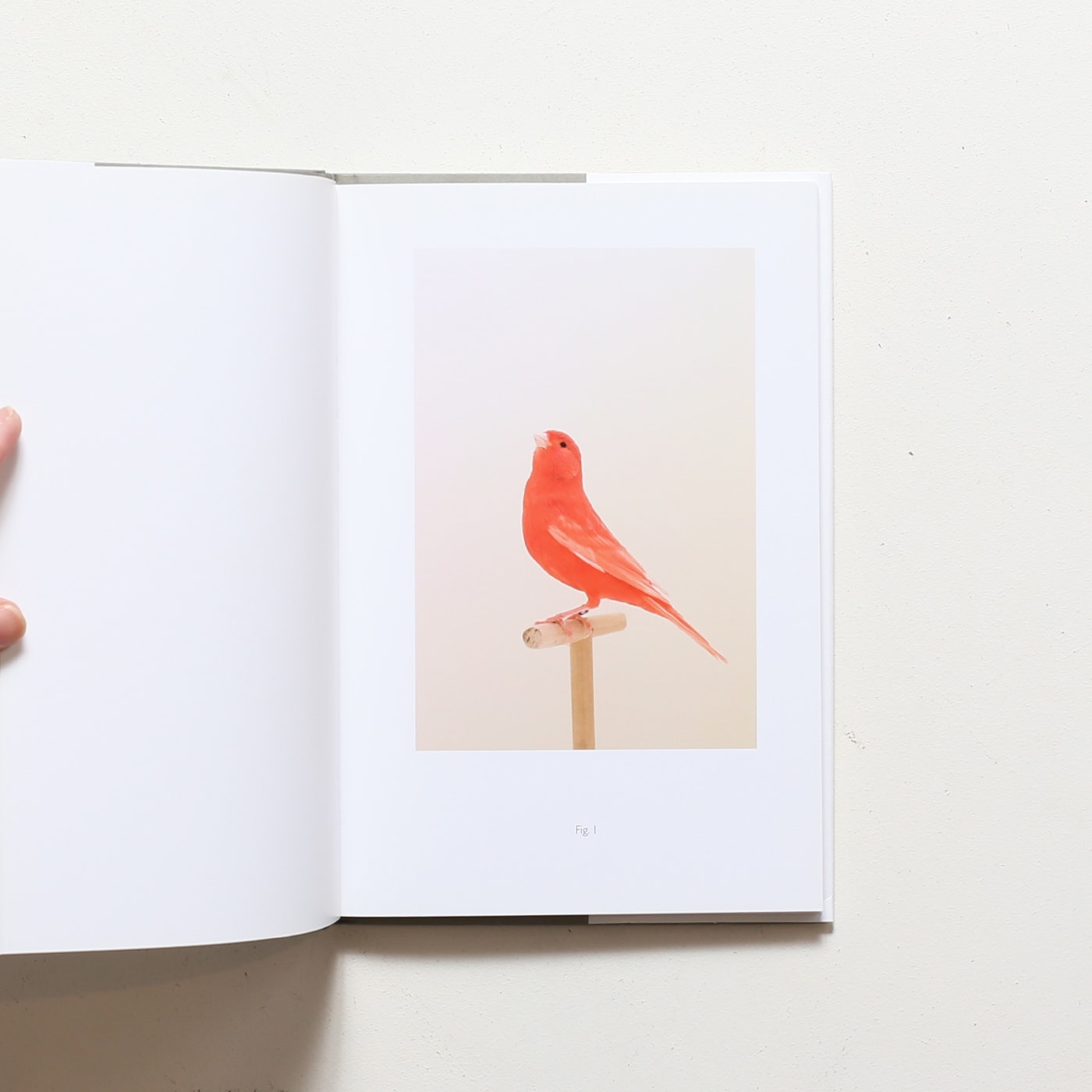 Luke Stephenson: An Incomplete Dictionary of Show Birds | ルーク