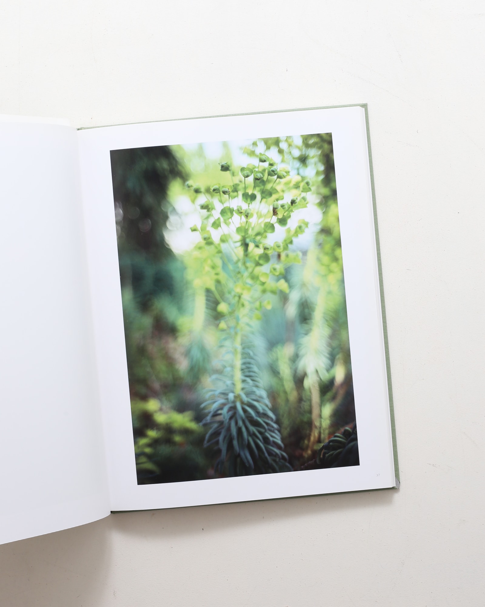 Terri Weifenbach: The May Sun | 山田裕理 | nostos books ノストス