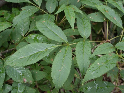 ミヤマアオダモ （コバシジノキ）