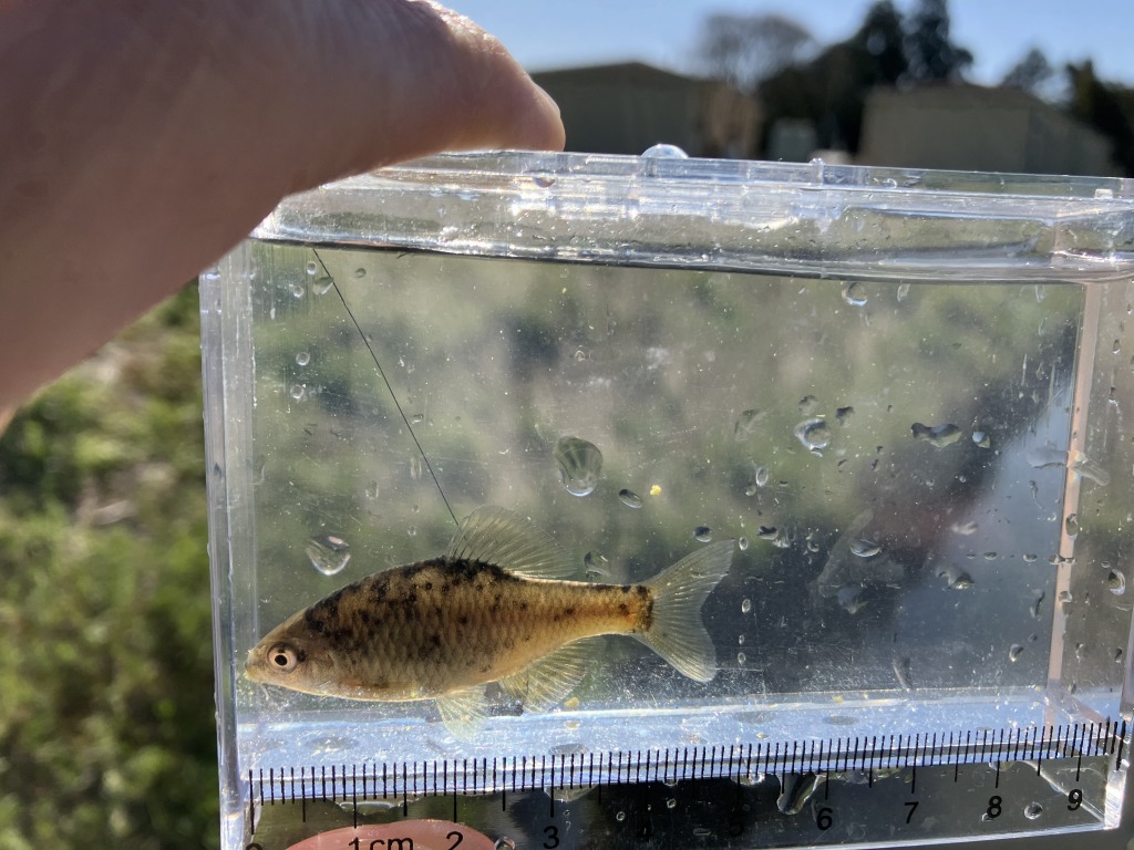 タナゴ03 タナゴ3 タナゴ03 タナゴ03 レアスペック】 ZX mkII Diamana