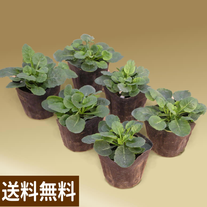 カンパニュラ花壇苗「ステラ3.5号」、ギフト用鉢植えのお花、観葉