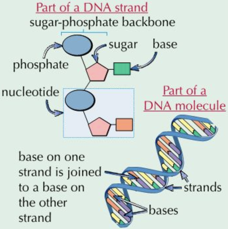 Diagram of 13.5 DNA Structure | Quizlet