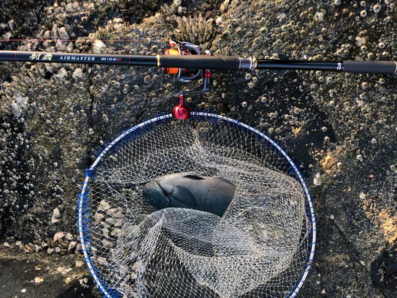 ダイワ新磯竿【制覇エアマスターAGS 1.25-50SMT】で足摺岬・伊佐を釣る