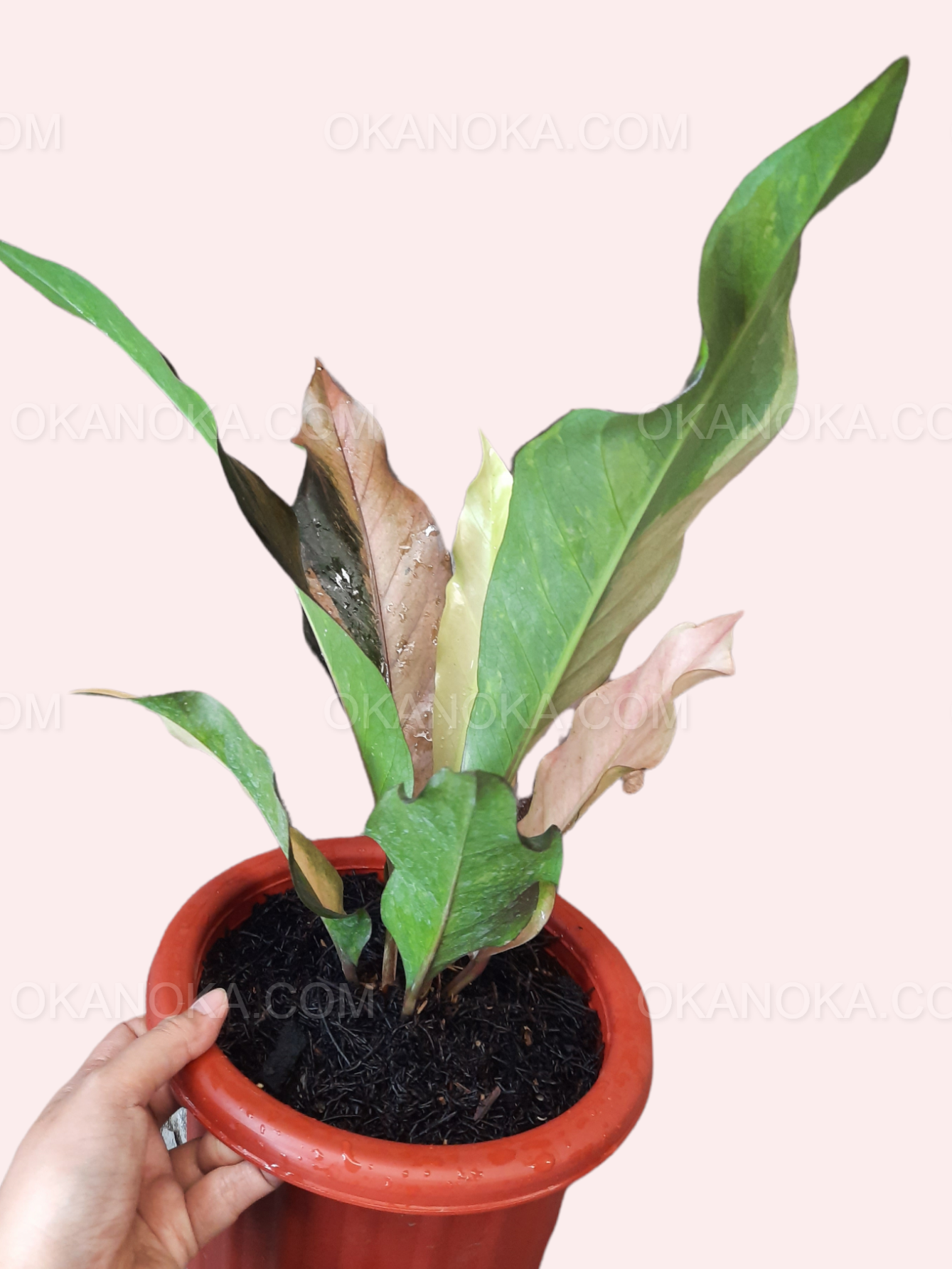 Anthurium Hookeri Pink Medium – Okanoka
