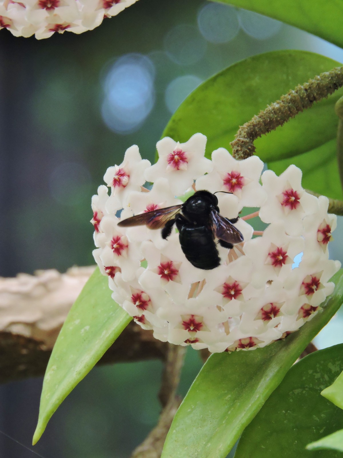 桜でも蘭でもない「サクララン」 | 公園だより | 海洋博公園 Official