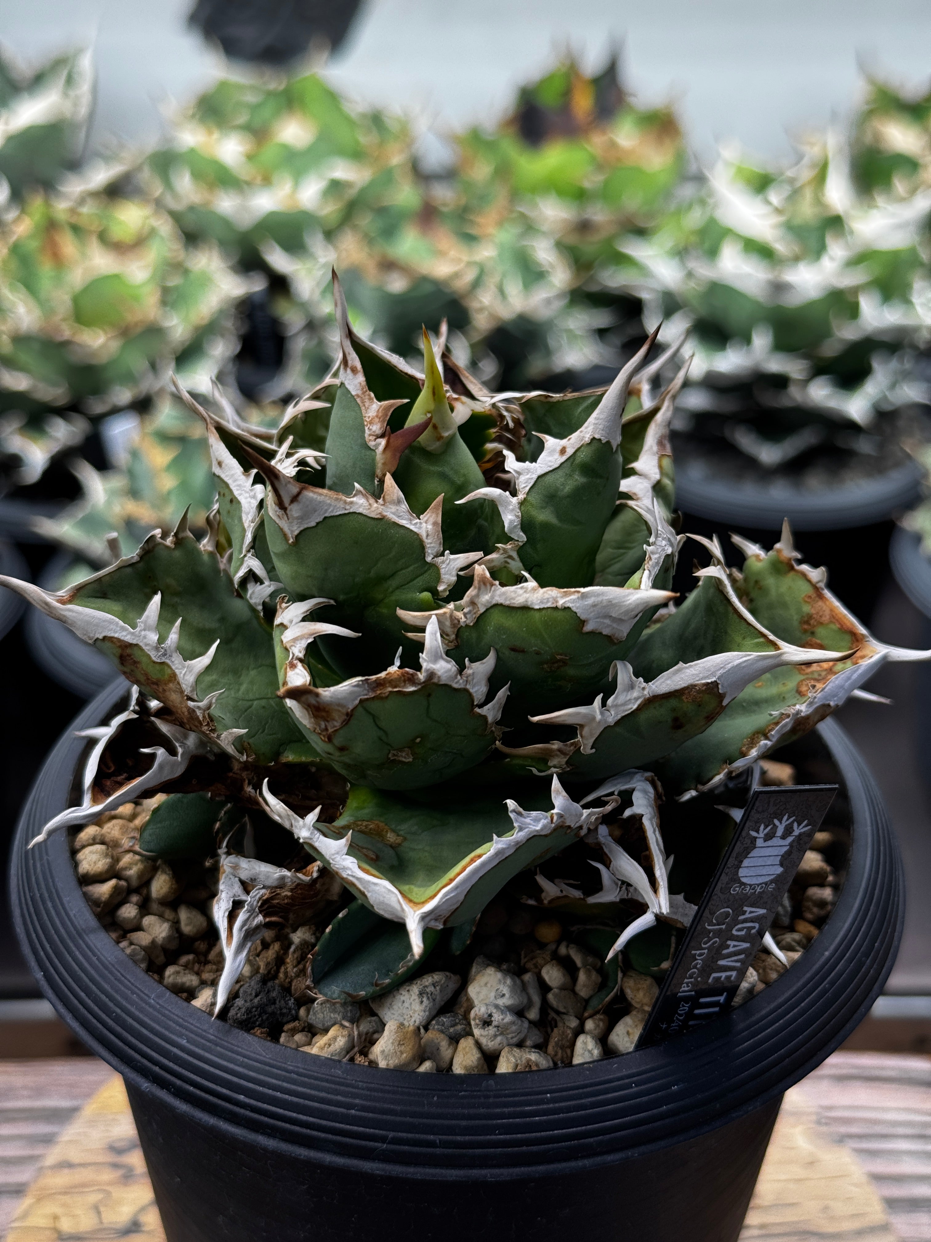 CJ Special A – OKINI