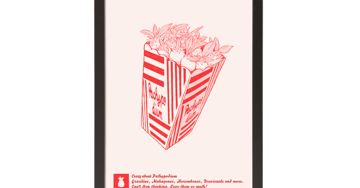 456plants A3ポスター「パキポップコーン」 [額付き] – OKINI