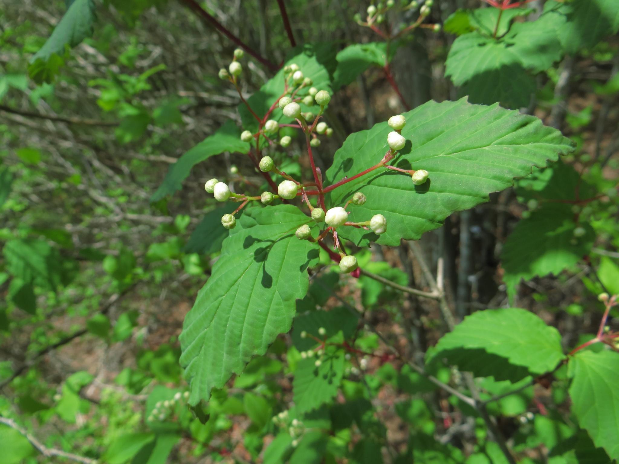 奥多摩植物目録