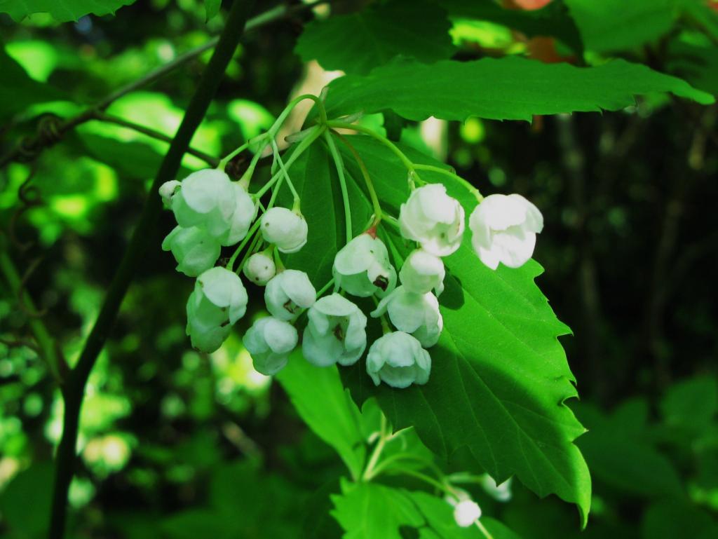 奥多摩植物目録