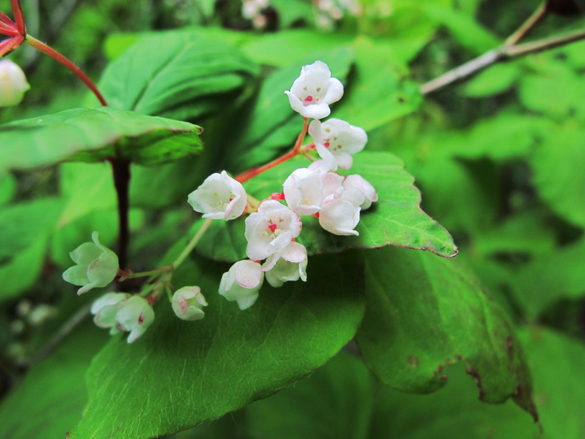 奥多摩植物目録