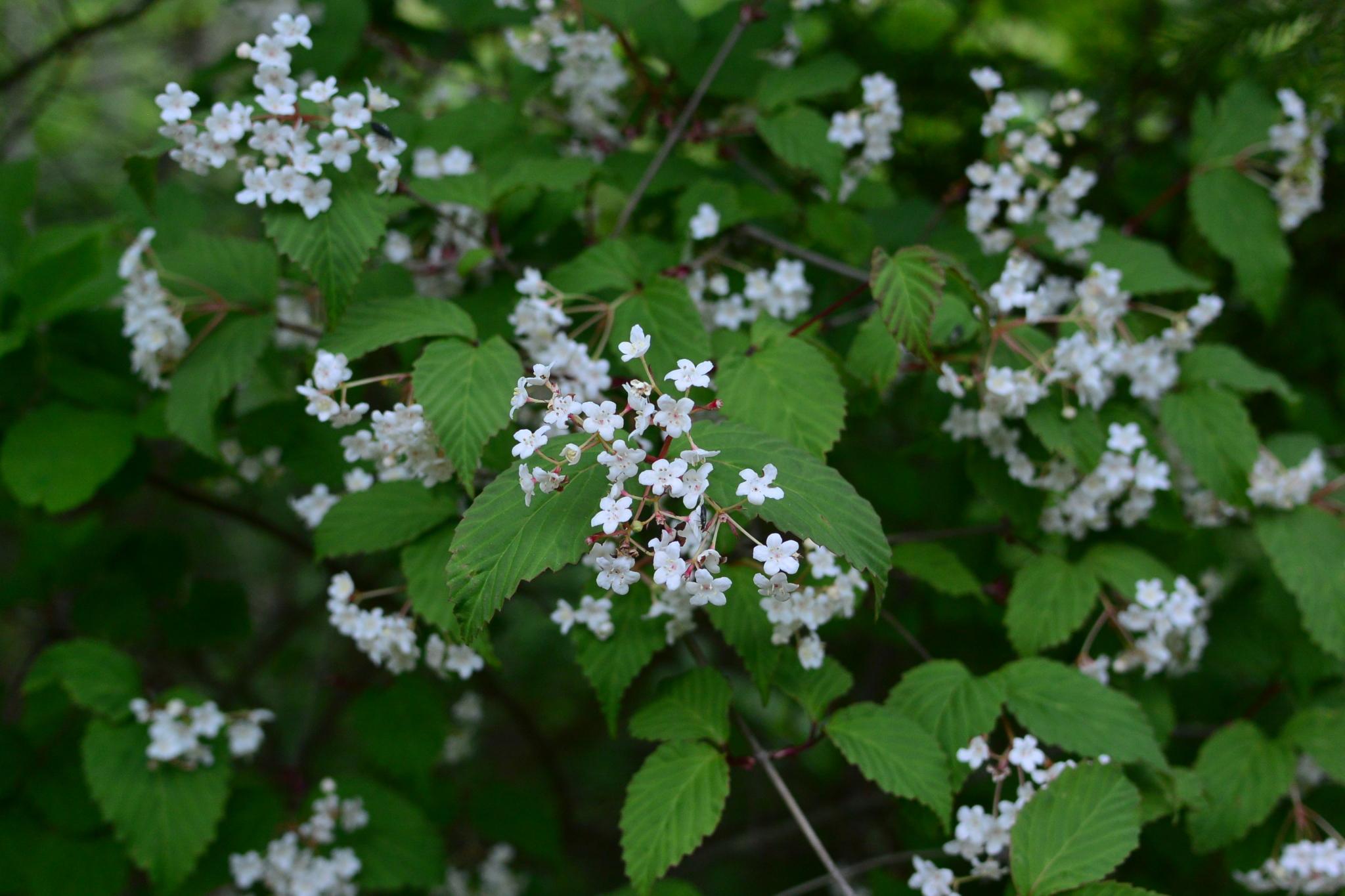 奥多摩植物目録