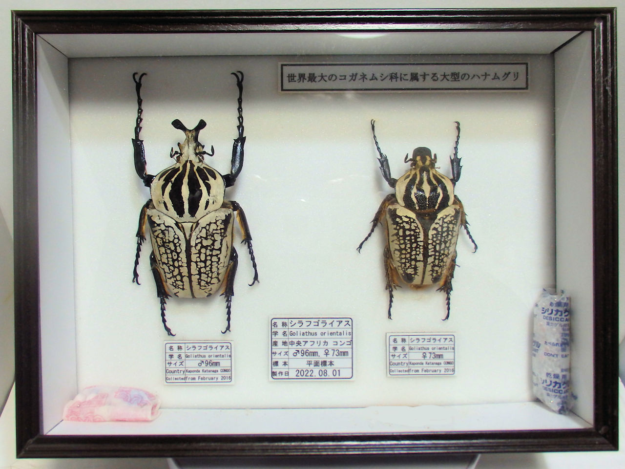 シーラケース標本箱 平面標本 5点セット08 | オオクワ京都昆虫館