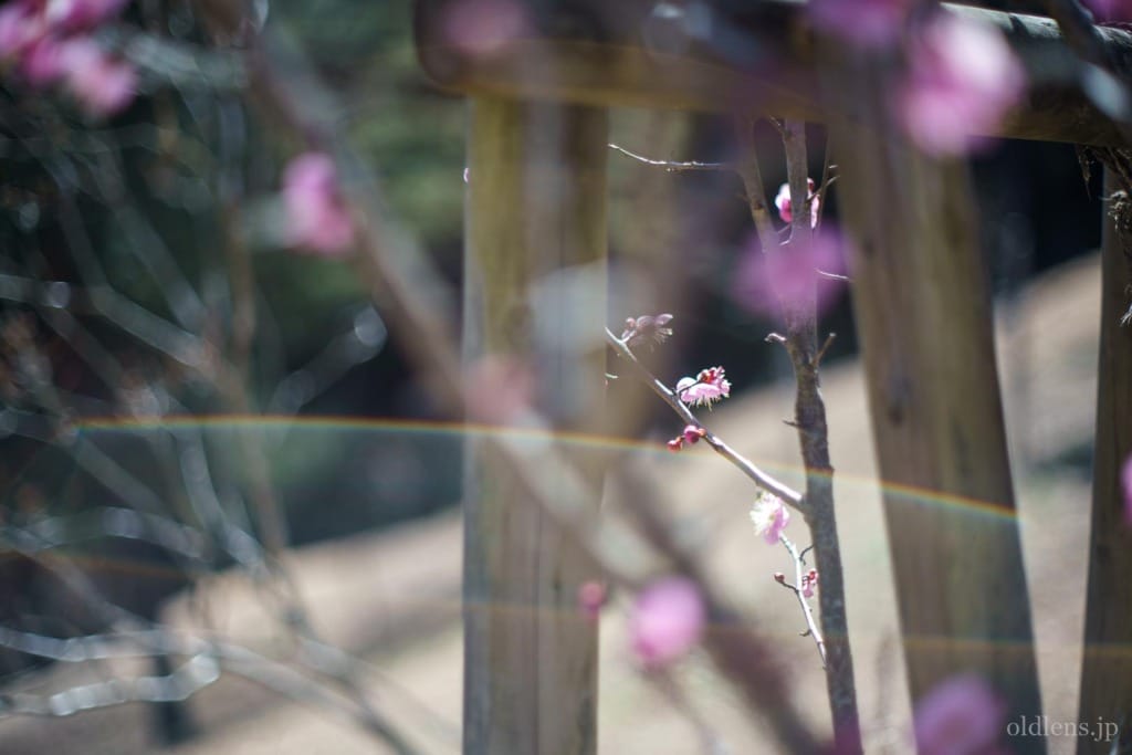 Yashica Auto Yashinon-DX 50mm F1.4 M42 Review作例 富岡光学製