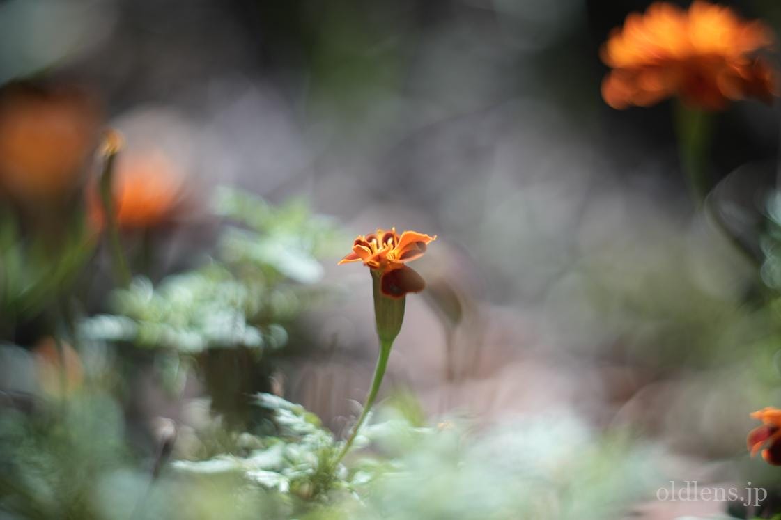 KMZ PO2-2M 75mm F2 Review作例 ロシア製おすすめ神シネオールドレンズ