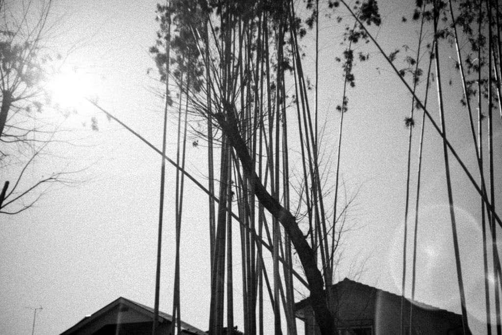 Leitz Summar 50mm f2 review作例 滲むクセ玉銘玉 戦前ライカズマール